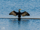 Cormorant – Kormoran